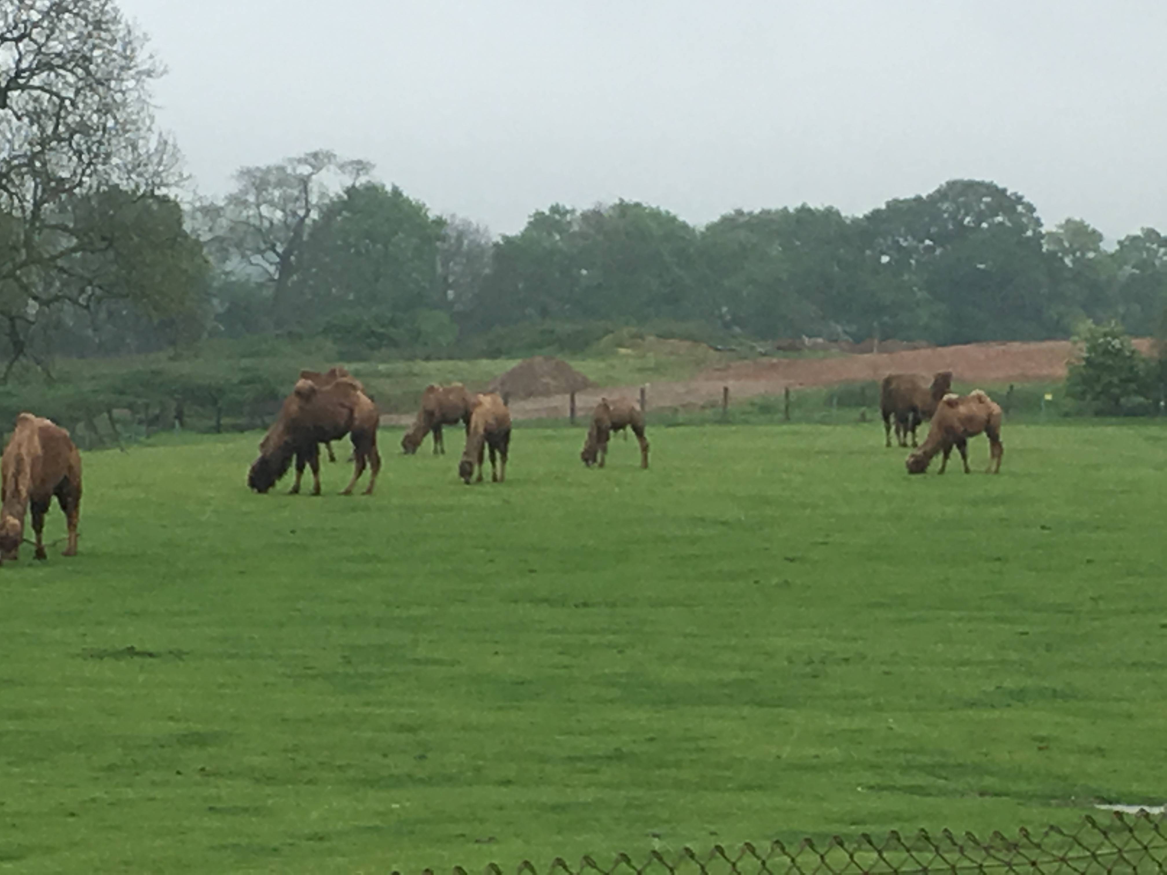Year 4 trip to Whipsnade Zoo Cherry Lane Primary